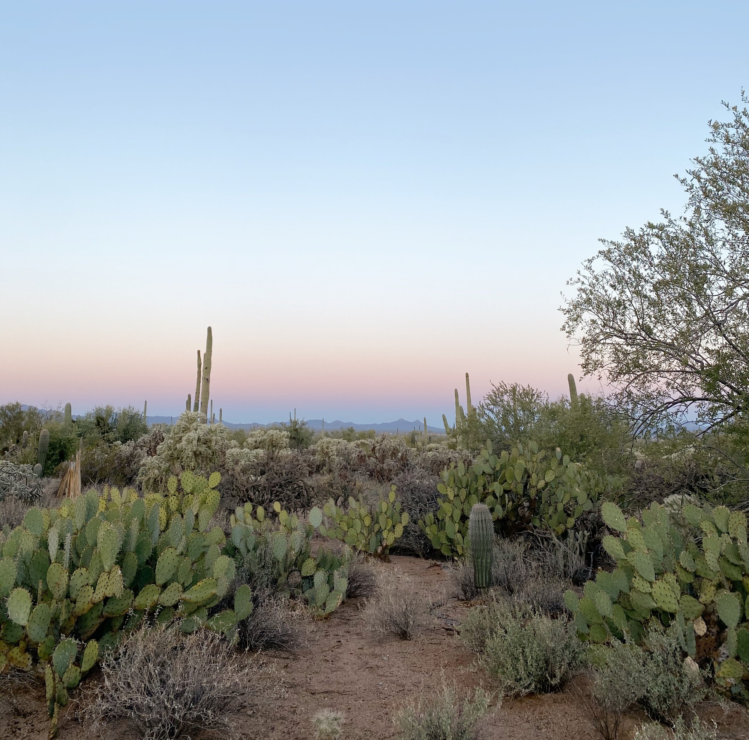 EARTH PIGMENT PAINT MAKING WORKSHOP AT THE JTH TUCSON